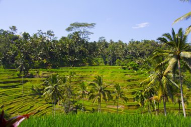 Tegalalang pirinç Teras. Bali