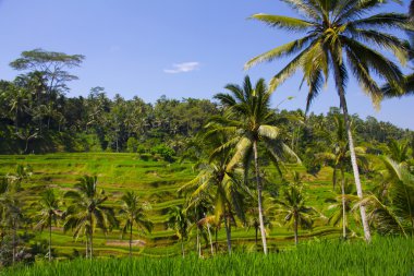 Tegalalang pirinç Teras. Bali