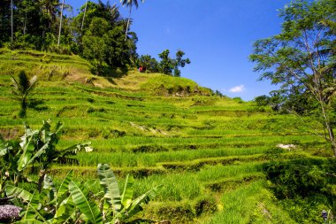 Tegalalang pirinç Teras. Bali