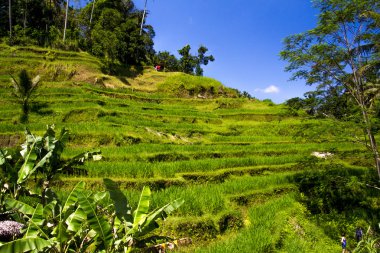 Tegalalang pirinç Teras. Bali