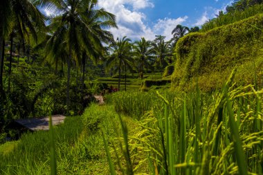 Tegalalang pirinç Teras. Bali