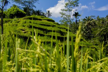 Tegalalang pirinç Teras. Bali