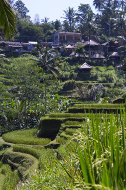 Tegalalang pirinç Teras. Bali