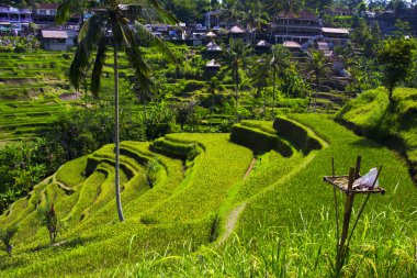 Tegalalang pirinç Teras. Bali