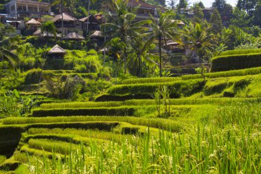 Tegalalang pirinç Teras. Bali