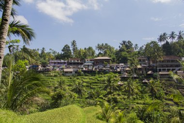 Tegalalang pirinç Teras. Bali