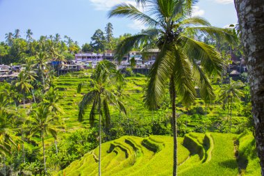 Tegalalang pirinç Teras. Bali