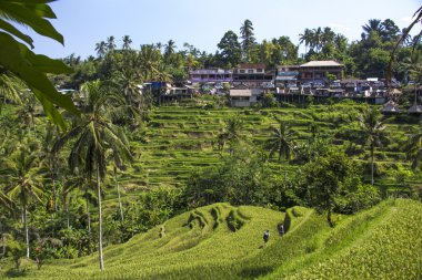 Tegalalang pirinç Teras. Bali