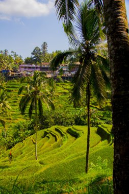 Tegalalang pirinç Teras. Bali