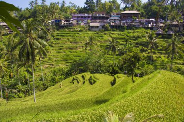 Tegalalang pirinç Teras. Bali