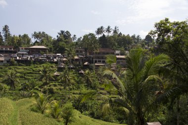 Tegalalang pirinç Teras. Bali