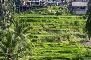 Tegalalang pirinç Teras. Bali