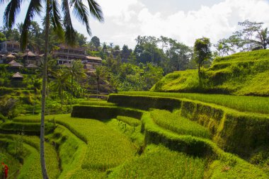 Tegalalang pirinç Teras. Bali