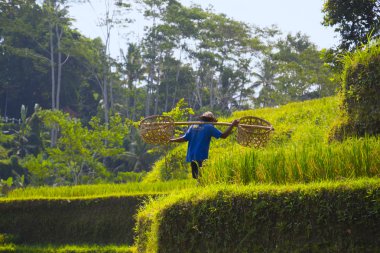 Tegalalang pirinç Teras. Bali