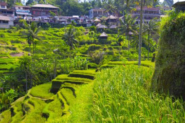Tegalalang pirinç Teras. Bali