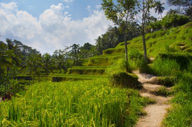 Tegalalang pirinç Teras. Bali
