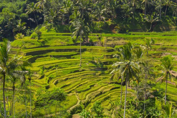 Tegalalang tarasach. Bali — Zdjęcie stockowe