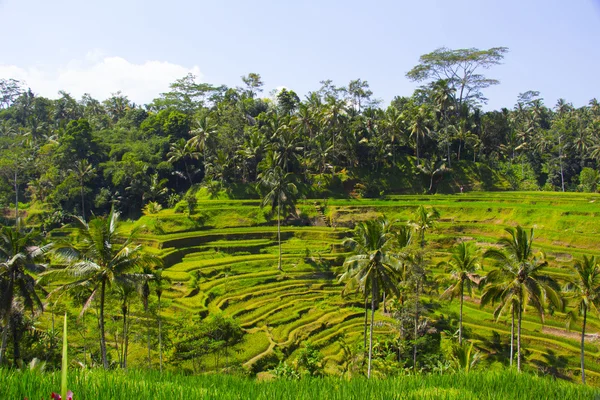 Tegalalang pirinç Teras. Bali