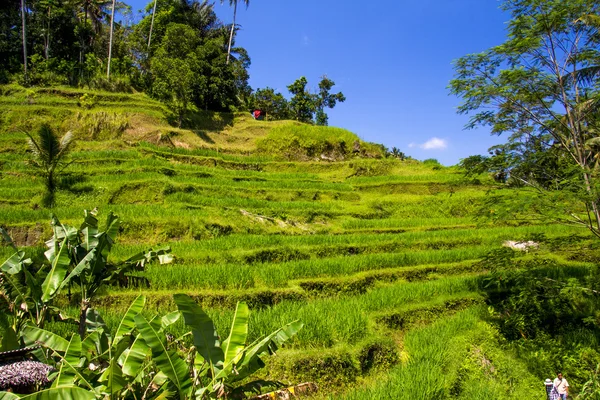 Tegalalang pirinç Teras. Bali
