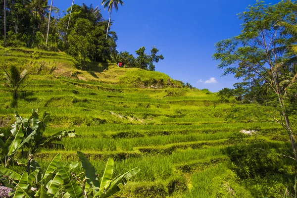 Tegalalang rijst terras. Bali — Stockfoto