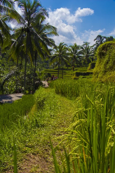 Tegalalang rýžové terasy. Bali — Stock fotografie