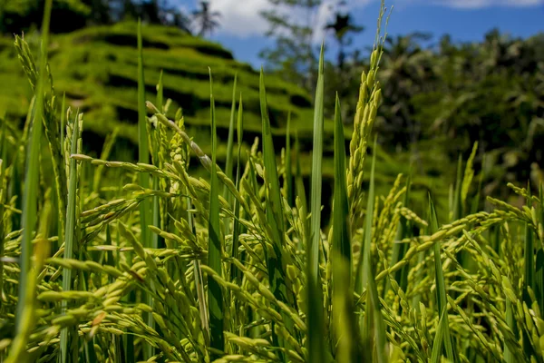 Tegalalang rizs terasz. Bali — Stock Fotó