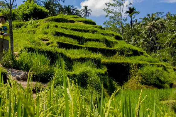Рисовая терраса Тегалаланг. Бали — стоковое фото