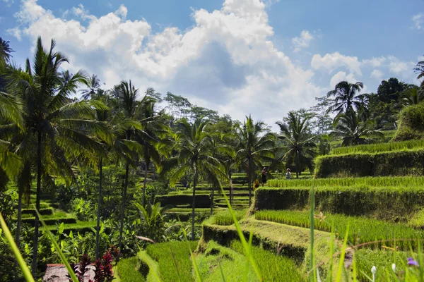 Terrasse de riz Tegalalang. Bali — Photo