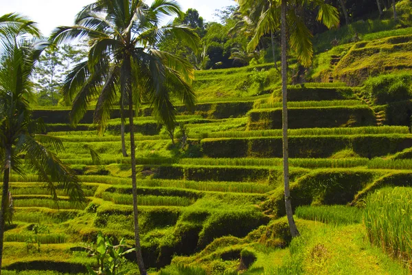 Tegalalang pirinç Teras. Bali