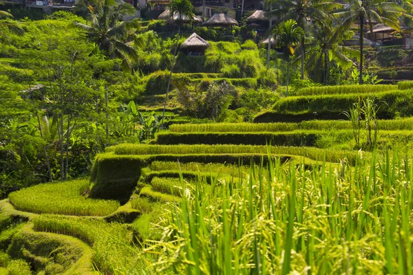 Tegalalang rýžové terasy. Bali — Stock fotografie