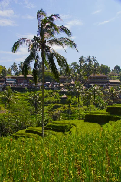 Terraço de arroz Tegalalang. Bali. — Fotografia de Stock