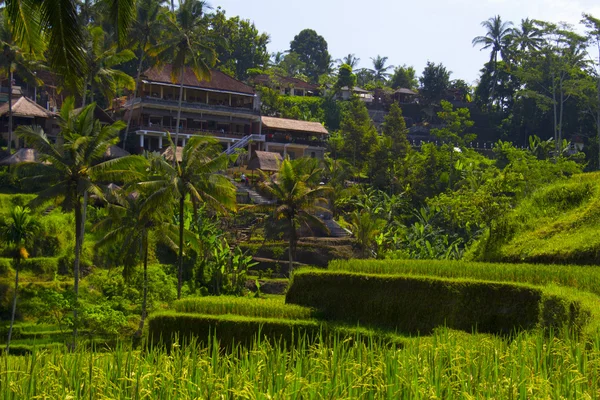 Tegalalang rijst terras. Bali — Stockfoto