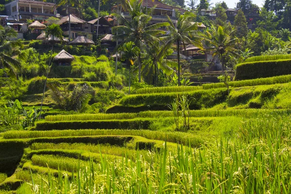 Tegalalang pirinç Teras. Bali