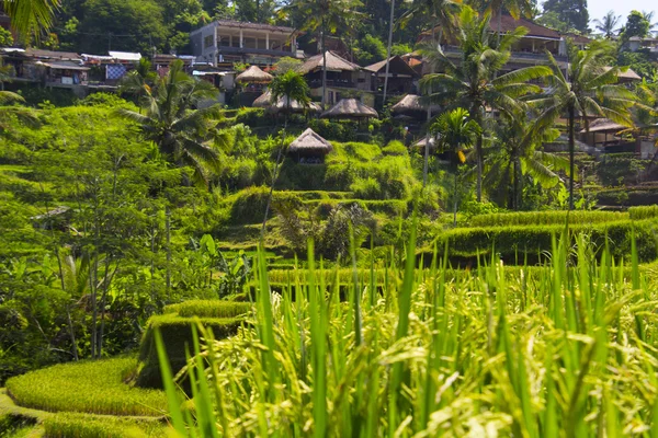Tegalalang rijst terras. Bali — Stockfoto