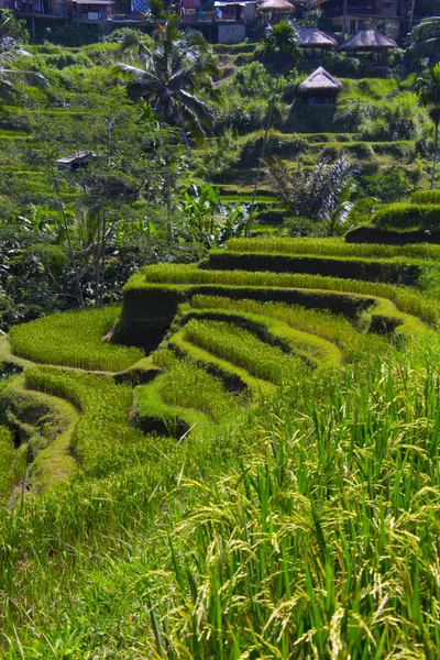 Tegalalang rizs terasz. Bali — Stock Fotó