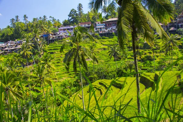 Tegalalang pirinç Teras. Bali