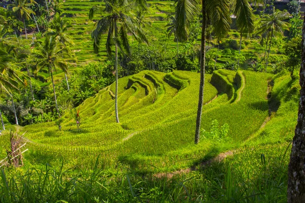 Terraza de arroz Tegalalang. Bali. —  Fotos de Stock