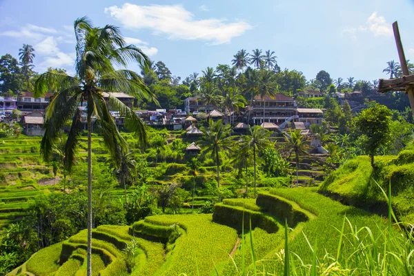 Tegalalang pirinç Teras. Bali — Stok fotoğraf