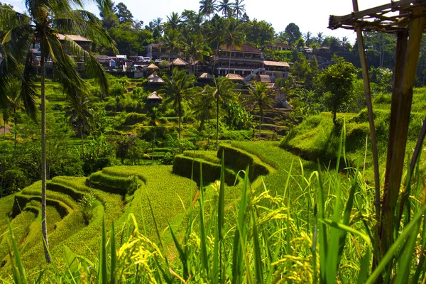 Tegalalang pirinç Teras. Bali