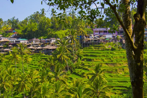 Tegalalang pirinç Teras. Bali
