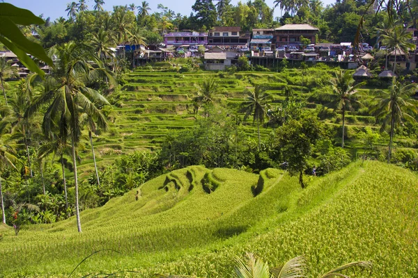 Tegalalang pirinç Teras. Bali