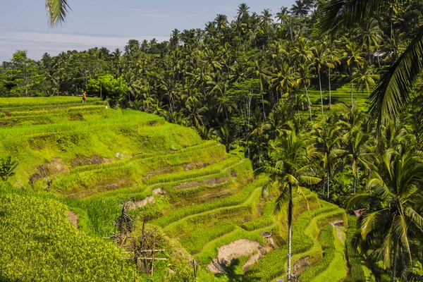 Tegalalang riset terrass. Bali — Stockfoto