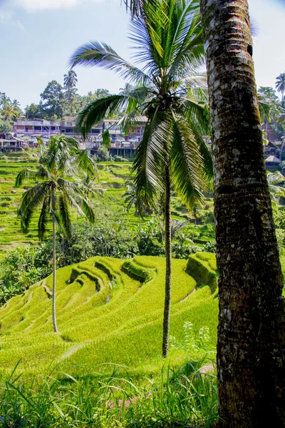 Tegalalang pirinç Teras. Bali — Stok fotoğraf