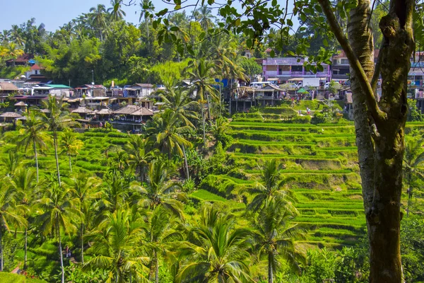 Tegalalang rýžové terasy. Bali — Stock fotografie