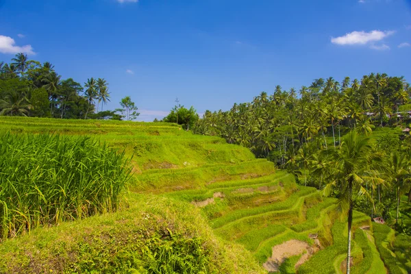 Terraço de arroz Tegalalang. Bali. — Fotografia de Stock