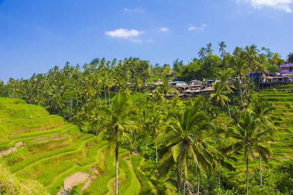 Tegalalang riset terrass. Bali — Stockfoto