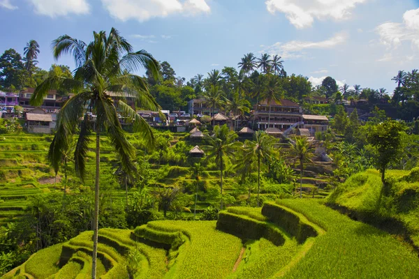 Tegalalang rizs terasz. Bali — Stock Fotó