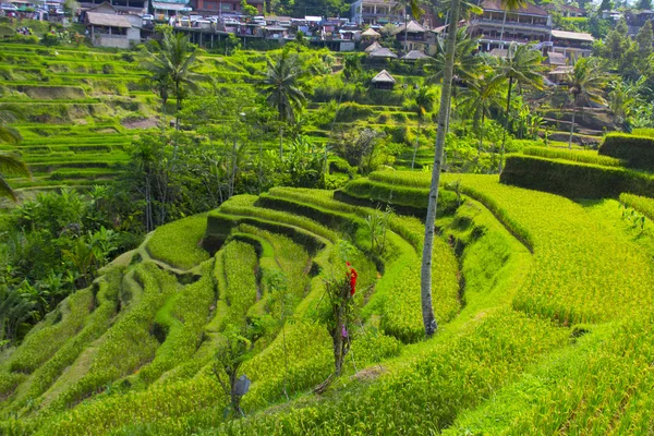 Tegalalang pirinç Teras. Bali