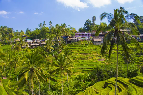 Tegalalang pirinç Teras. Bali