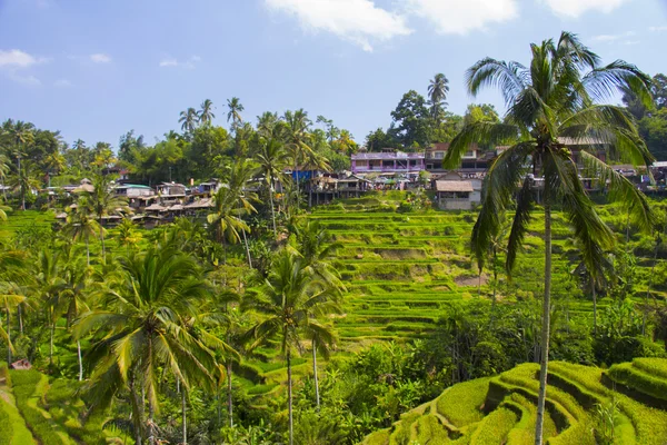 Terraza de arroz Tegalalang. Bali. —  Fotos de Stock